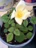 ATRMM4ext rose photo