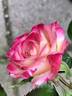 13CAMP4ext rose photo