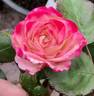 13CAMP4ext rose photo