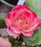 13CAMP4ext rose photo