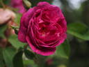 Futtaker Schlingrose rose photo