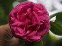 Futtaker Schlingrose rose photo