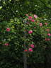 Étoile de Portugal rose photo