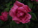 Étoile de Portugal rose photo