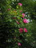 Étoile de Portugal rose photo