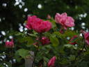 Étoile de Portugal rose photo
