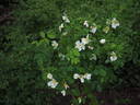 Helvi rose photo