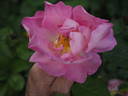 The Herbalist rose photo