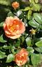 Sierra Lady™ Arborose rose photo
