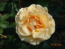 Golden Lady rose photo