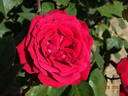 Liebeszauber rose photo