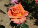 Mamma Mia! rose photo
