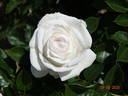 Elvis® rose photo