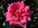 Fragrance rose photo