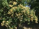 William Allen Richardson rose photo