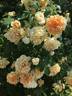 William Allen Richardson rose photo