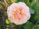 Martin des Senteurs rose photo