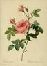<i>Rosa inermis</i> Dupont rose photo