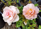 Cupid's Charm rose photo