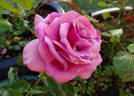 The Colwyn Rose rose photo