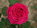 Gloria di Roma rose photo