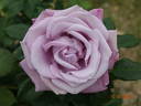 Lugdunum rose photo