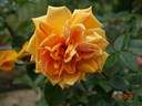 Bronze Masterpiece rose photo