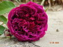 William Shakespeare ® rose photo