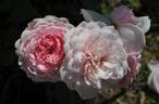 St. Ethelburga rose photo
