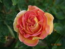Arlequin rose photo