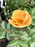 CGPP rose photo