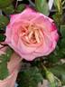 13CAMP4ext rose photo