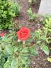 Smoke Rings rose photo