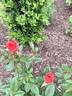 Smoke Rings rose photo