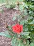 Smoke Rings rose photo
