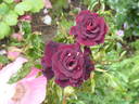 Black Gold rose photo