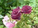 Black Gold rose photo