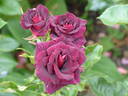 Black Gold rose photo