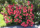 Millie Walters ™ rose photo