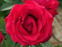 Liebeszauber rose photo