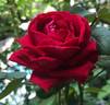 Wedding Celebration ™ rose photo