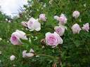 Dresdner Barock rose photo