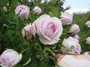 Dresdner Barock rose photo