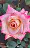 Arunabh Mani rose photo