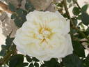 La Biche rose photo