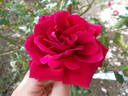 Souvenir de Claudius Denoyel rose photo