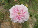 Bellard rose photo
