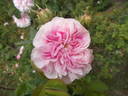 Bellard rose photo