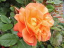 Westzeit rose photo