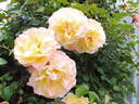 Postillion ® rose photo